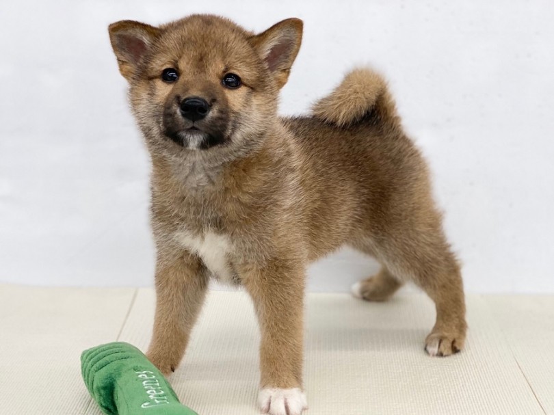 ナイスなボディが魅力 | 柴犬 （311907） - 港北ニュータウン店