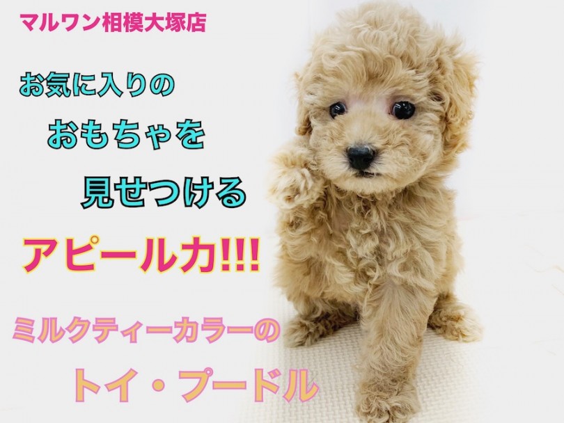 【 トイプードル 】おもちゃを見せてくれるミルクティー男子！スネた顔が可愛すぎる