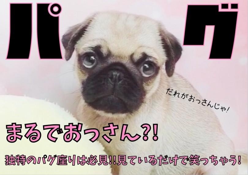 【 パグ 】まるでおっさん？！独特のパグ座りは必見！見ているだけで笑っちゃう!