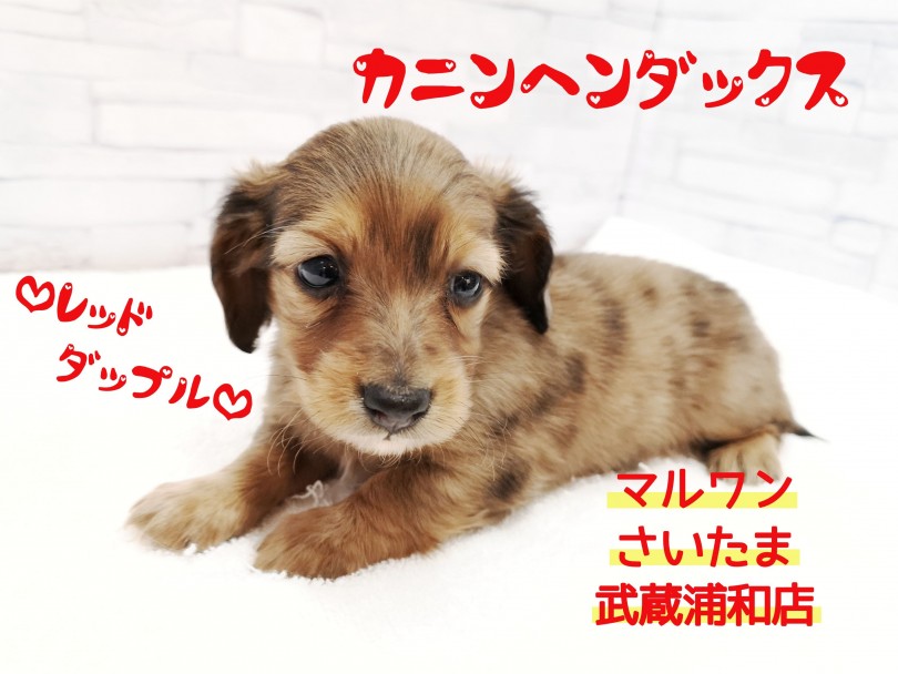 【 カニンヘンダックス 】超レアカラーのマーブル模様！埼玉のビューティーわんこ！