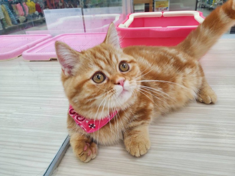 日本ではまだ認知度が低く、希少な猫ちゃん | ミヌエット （713658） - 鶴見店