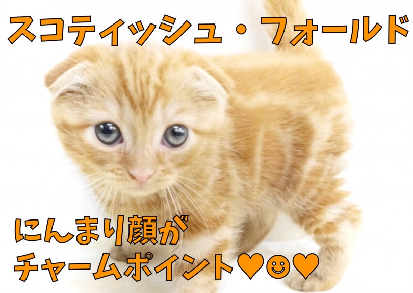 【 スコティッシュフォールド 】にんまり顔に釣られて笑顔！Wフォールドの垂れ耳！