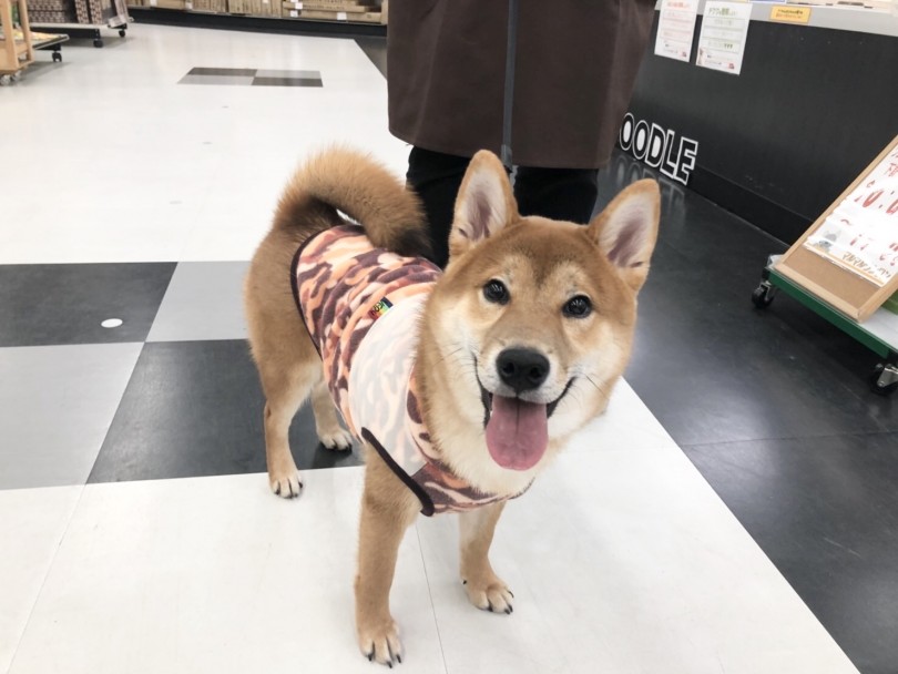 リードを付けて散歩の練習に励んでいます! | 柴犬 （713639） - 鶴見店