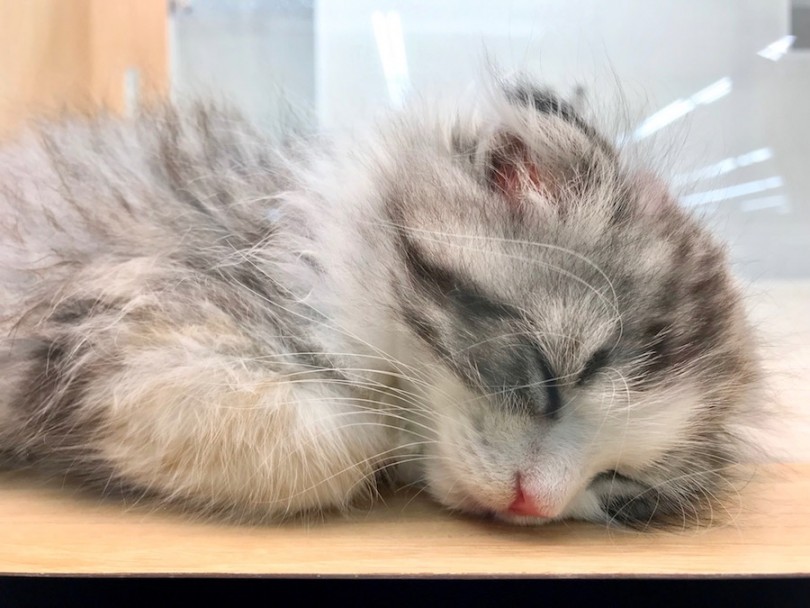 遊び疲れると天使の寝顔を見せてくれます♡ | スコティッシュフォールド （120221） - 今宿店