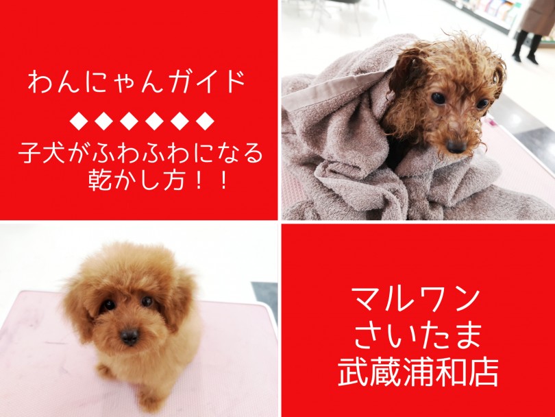 【 わんにゃんガイドVol.4 】子犬がふわふわになる乾かし方を伝授！ドライ編