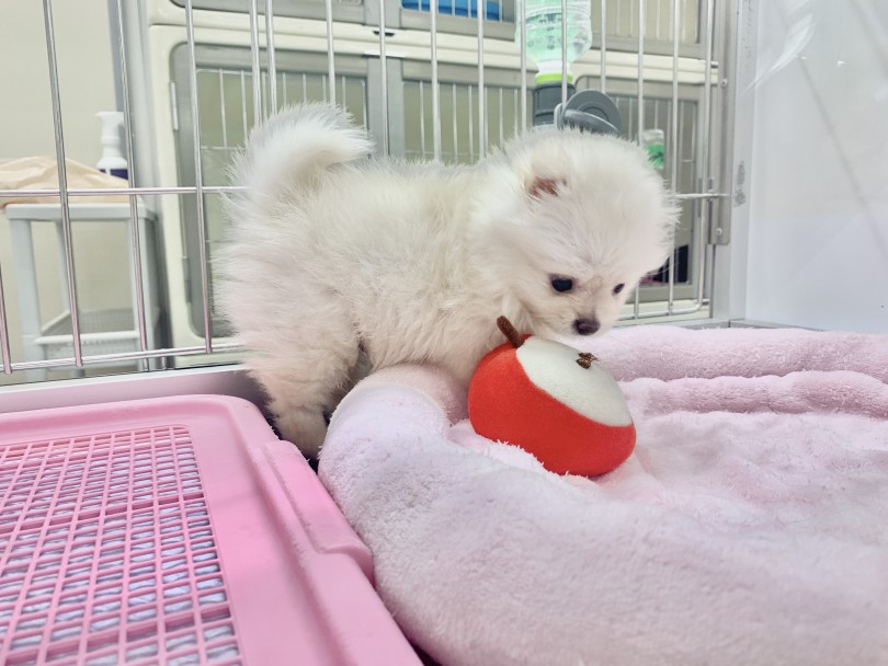 お留守番成功の鍵はサークル生活 | ポメラニアン （130181） - 高井戸店
