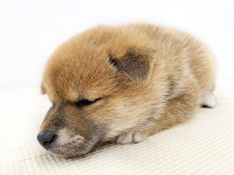 眠気には勝てませんでした。 | 柴犬 （814572） - 相模大塚店
