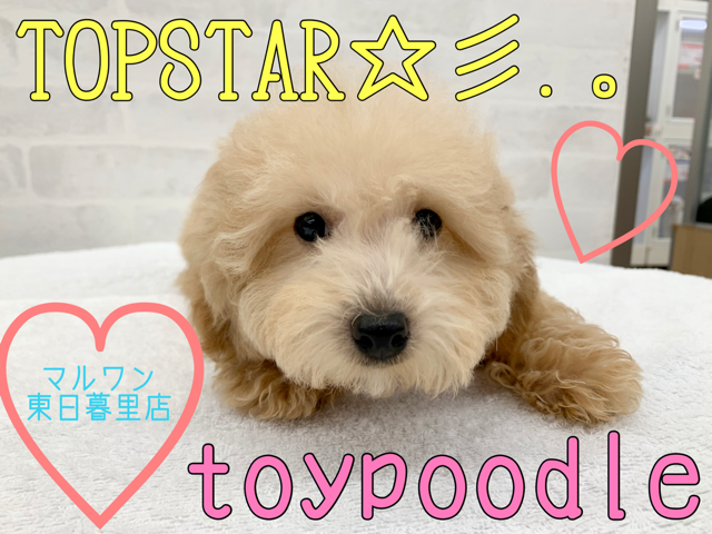 【 トイプードル 】飼いやすさナンバーワン！人気者の魅力をご紹介！