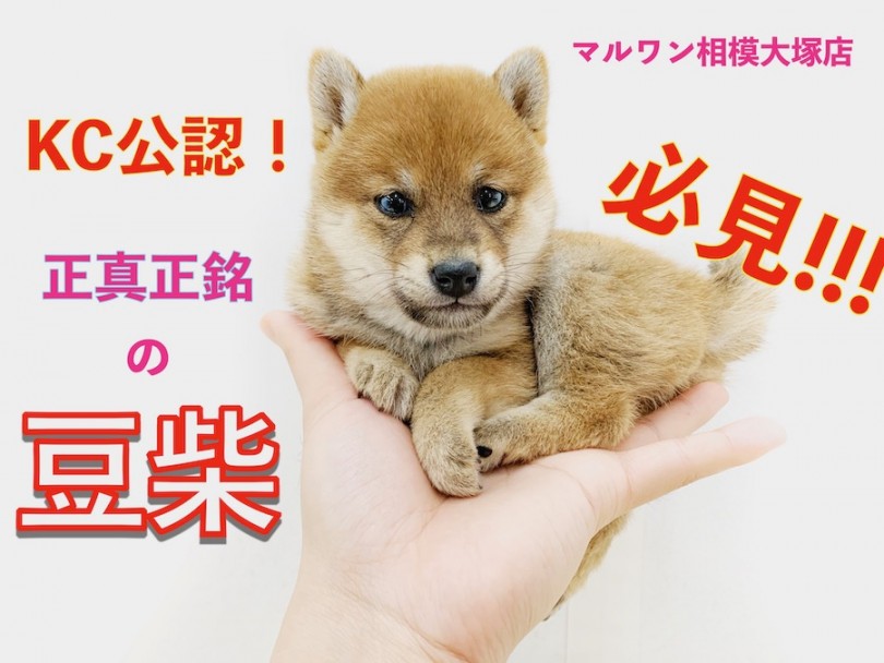 【 豆柴 】KC公認！神奈川県最小！？正真正銘の豆柴のサイズ感をご覧あれ！