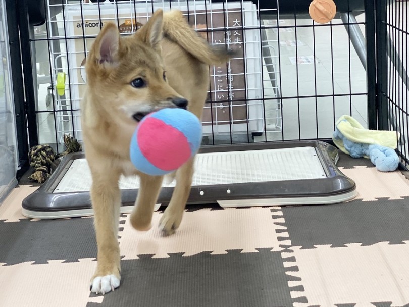 被毛カラーが赤く鮮やかになって来ました | 柴犬 （311907） - 港北ニュータウン店