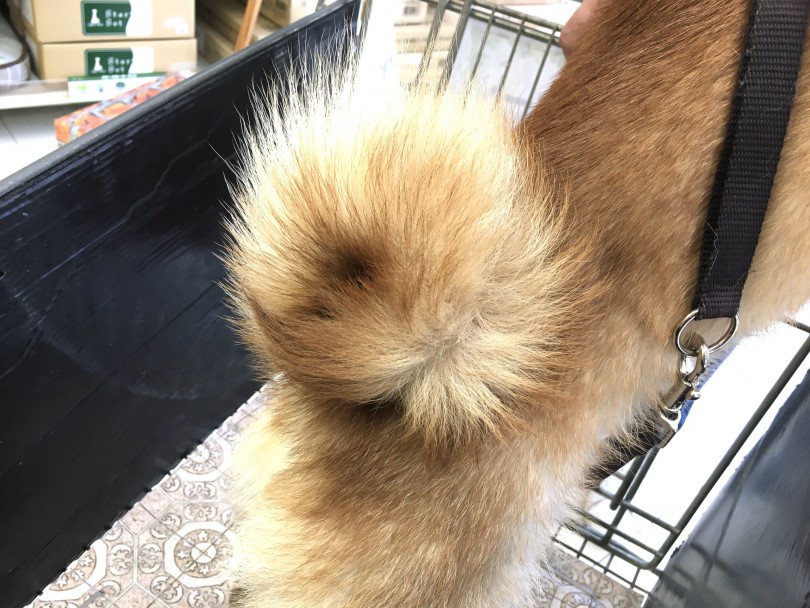 右二重巻きのゴン太くん | 柴犬のしっぽを深堀り - 大倉山店