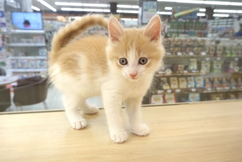 お子様のいるご家庭にピッタリな性格 | ノルウエージャンフォレストキャット （6130868） - 大倉山店