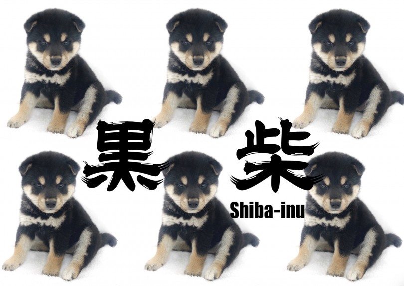 【 柴犬 】太短いマズルとふくよかなモフモフボディのたぬき系黒柴！！