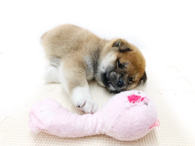 おもちゃを取るのもめんどくさそう | 柴犬 （814573） - 相模大塚店