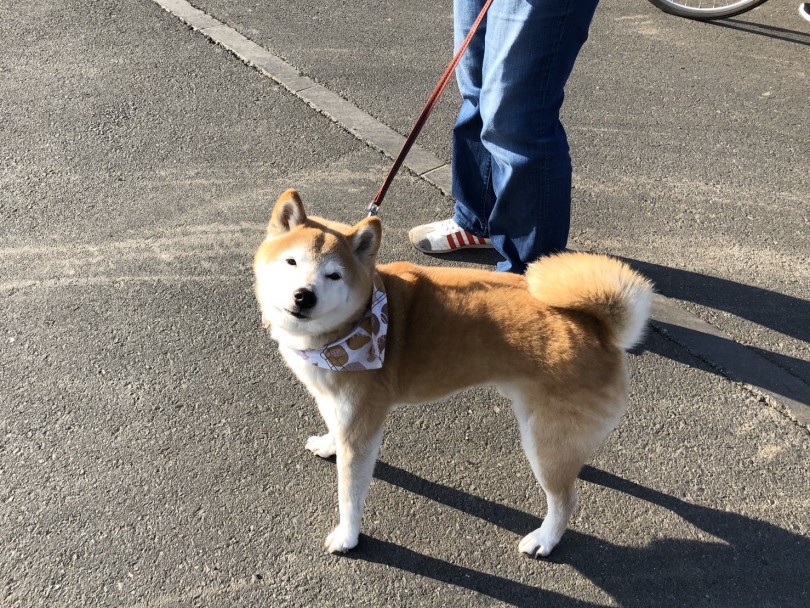 綺麗な道でワンちゃんが歩きやすい！ | 多摩川河川敷 オススメお散歩コース - 本羽田店