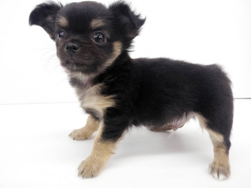 成犬時の体重予想は1.5～3.0kg | チワワ （914522） - 志村坂下店