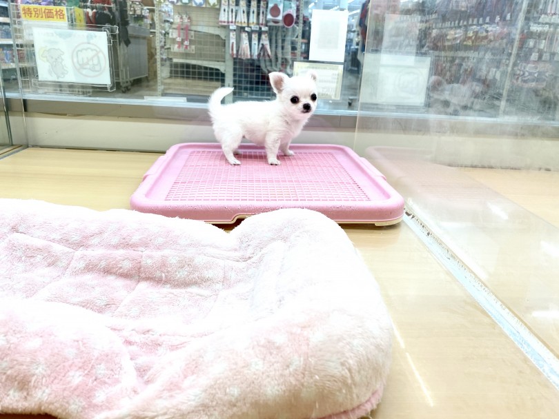 おトイレ中に撮影してごめんね | チワワ （城山店） - 118410