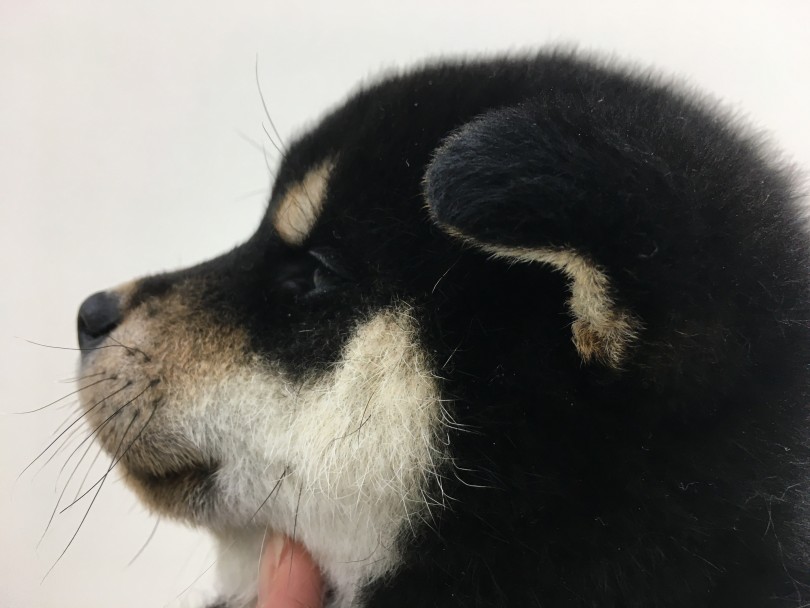 パピー特有の垂れたお耳から目が離せない！ | 柴犬 （713678） - 鶴見店