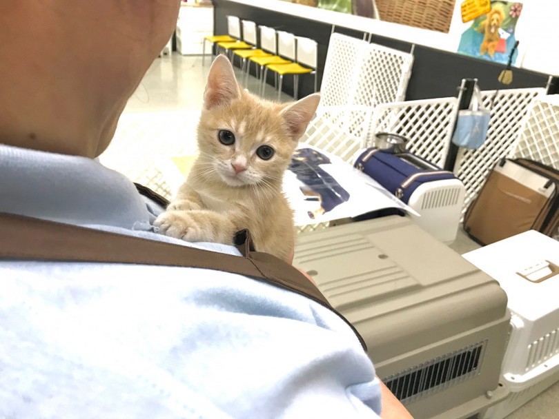 抱っこされて満足げなご様子♪ | アメリカンショートヘア （117242） - 鎌ヶ谷店