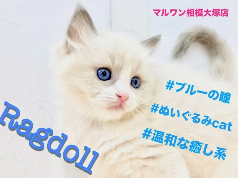 【 ラグドール 】人気急上昇中！ブルーアイを持つラグドール！癒しを求める方必見！