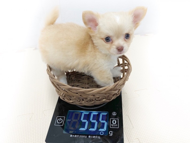 生後50日時点での体重は555g ドワーフ体型 | チワワ （814577） - 相模大塚店
