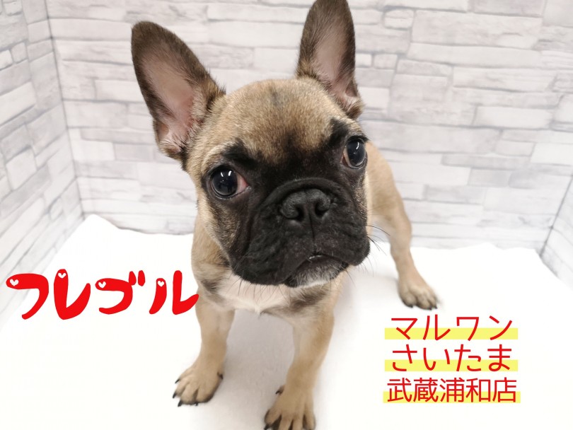 【 フレンチブルドッグ 】胸のエプロンが目印！愛されぶちゃかわガール！