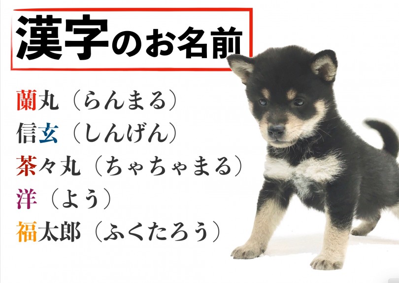 最近では漢字の名前も多くなってきました♡ | 愛犬・愛猫名前ランキング - 大倉山店