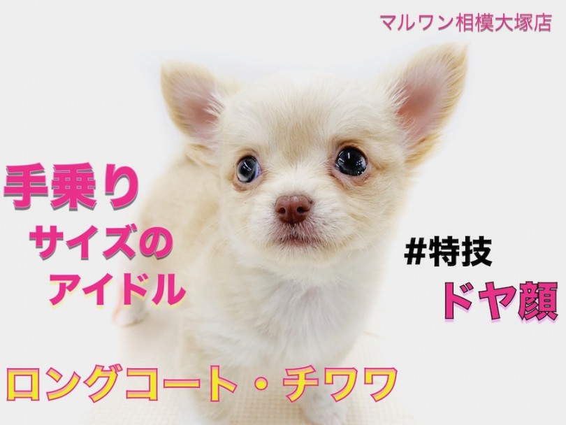 【 チワワ 】特技はドヤ顔！天性の可愛さのアタシ。恋する準備はいいかしら？