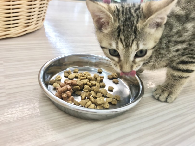 食欲があるのは元気の証 | ベンガル （914526） - 志村坂下店