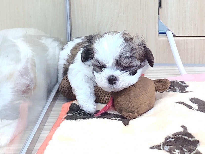 おもちゃはその子の体格にあったものを選ぶ | 犬のおもちゃ - 大倉山店
