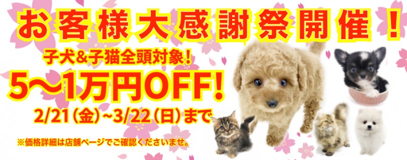 【 お客様大感謝祭開催！ 】期間限定！全頭対象5~1万円プライスダウン！