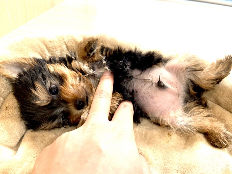 小さめヨーキーをお探しの方はこの子で決まり | ヨークシャーテリア （150042） - 東川口店
