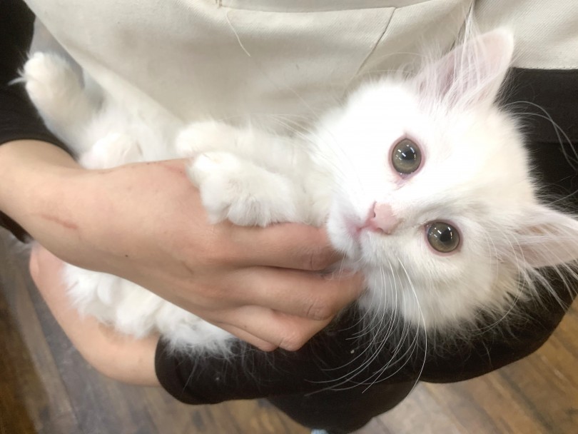 長い時間良い子に抱っこさせてくれます | ノルウェージャンフォレストキャット (140316) - 横浜 元町店
