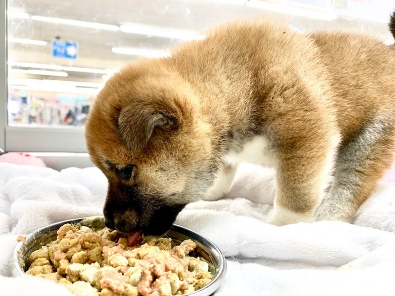 ご飯の様子 | 柴犬 （814573） - 相模大塚店