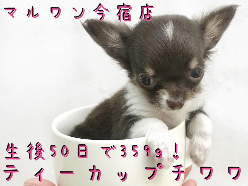 【 チワワ 】生後50日で359g！スウィートカラーのティーカップチワワ！