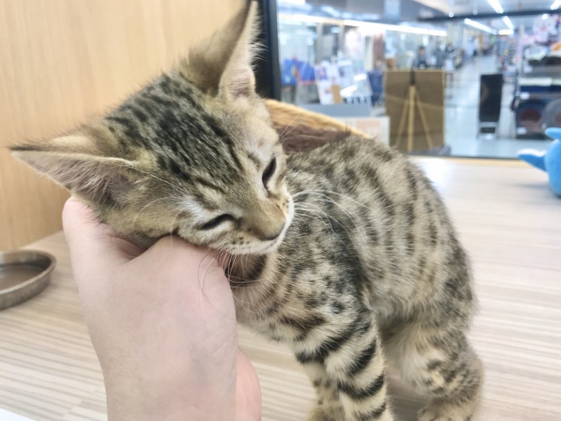 性格は極あまえんぼうさん | ベンガル （914526） - 志村坂下店