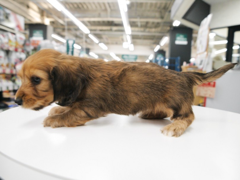 差し毛が混ざりあった濃いめのレッドカラーが美しい - 梅島店ワイヤーダックスちゃんの魅力ポイント | ミニチュア・ダックスフント （119195） - 梅島店