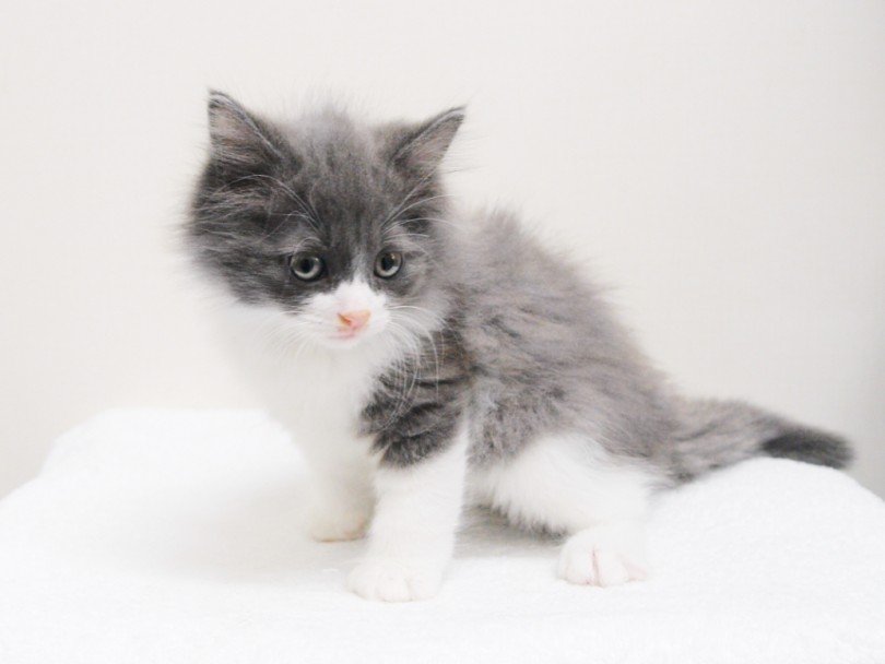 水飲み・排泄・食事の3の「飼育重要ポイント」が上手すぎる | ノルウェージャンフォレストキャット （119197） - 梅島店