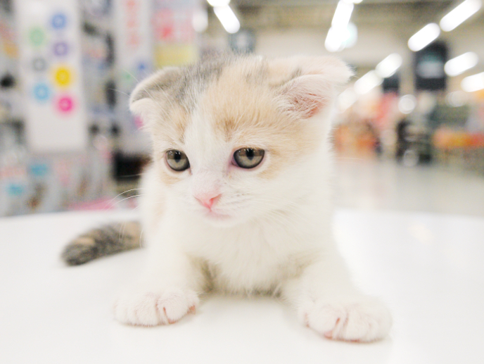 ダイリュートキャリコの猫は大人気 | スコティッシュフォールド （119194） - 梅島店