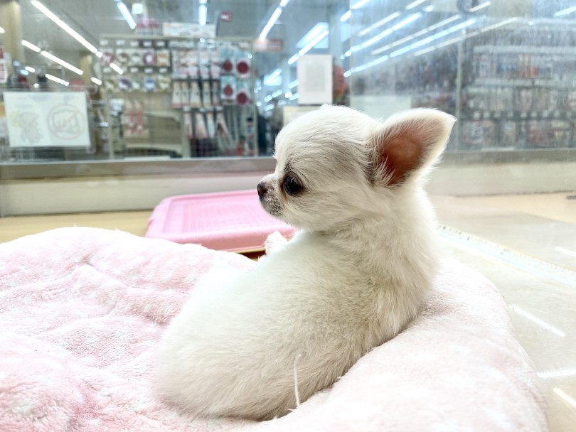 性格はマイペースちゃん？ | チワワ （城山店） - 118410