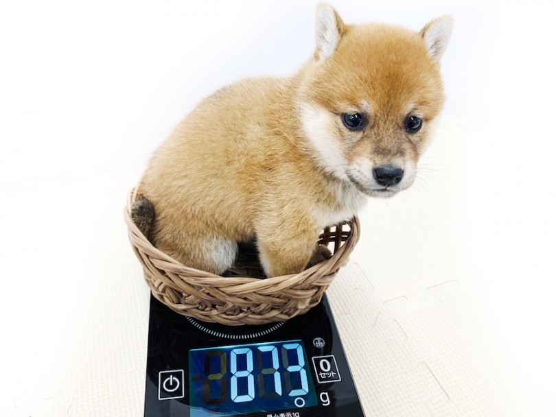 成犬時には5kg前後を予想 | 豆柴 （814574） - 相模大塚店