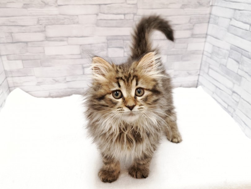 猫アレルギーが出にくいと話題のネコちゃん | サイベリアン （412854） - さいたま 武蔵浦和店