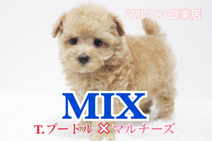 【 MIX 】トイ・プードル×マルチーズの小さめサイズ！必見のドワーフ体型！