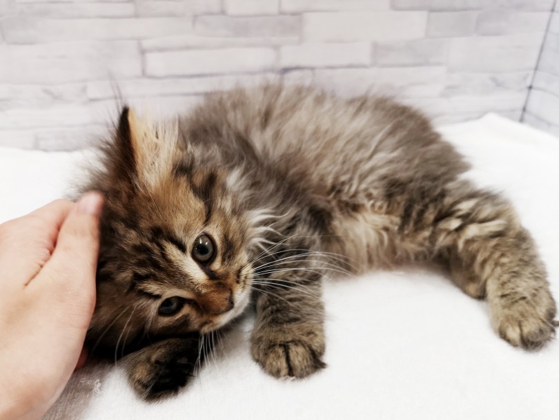 アレルギーが少ないことで話題の猫種 | サイベリアン （412854） - さいたま 武蔵浦和店