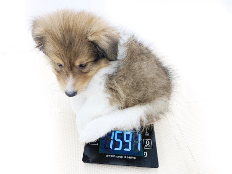 成犬時には7kg前後になると予想 | シェットランドシープドッグ （814575） - 相模大塚店