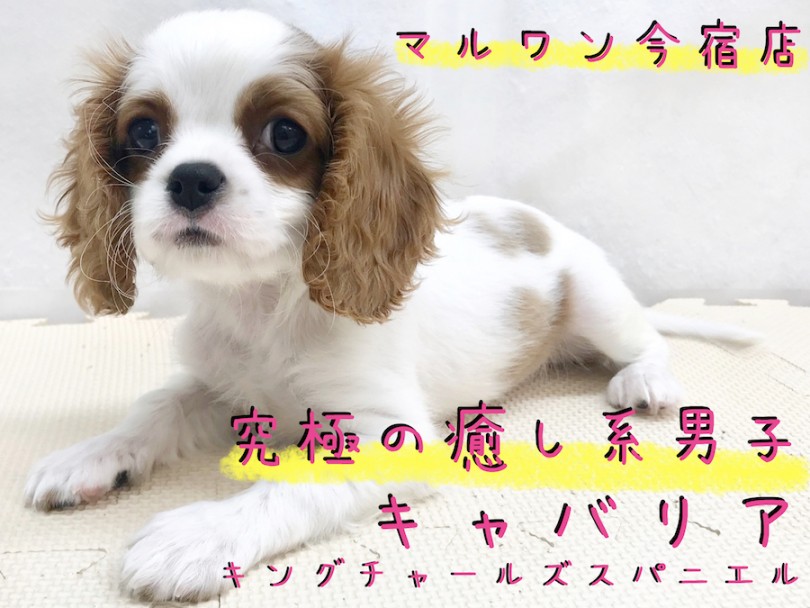【 キャバリア 】飼いやすさNO1！癒し系男子キャバリアとの生活ポイント大公開！