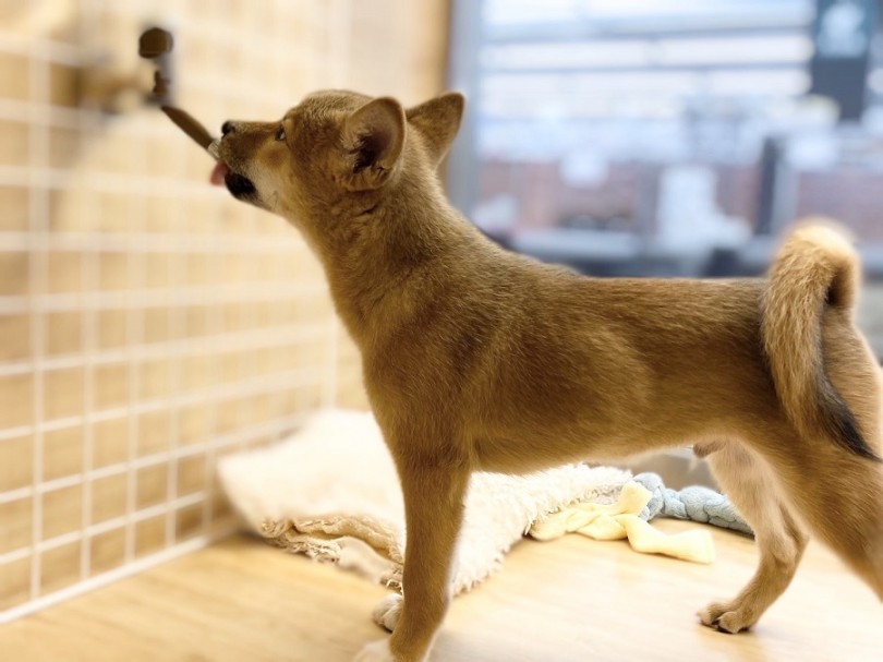 抱っこが大好き♡な甘えん坊 | 柴犬 （311907） - 港北ニュータウン店