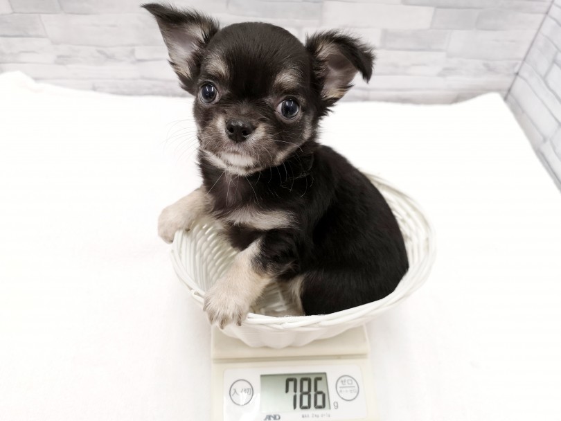 成犬時でも2.5kg前後を予想 | チワワ （412851） - さいたま 武蔵浦和店