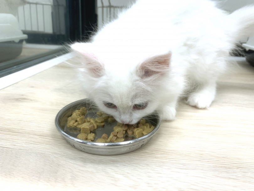 ご飯はロイヤルカナンのキティ用 | ノルウェージャンフォレストキャット (140316) - 横浜 元町店