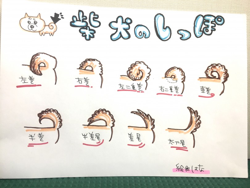 しっぽ一覧表 | 柴犬のしっぽを深堀り - 大倉山店